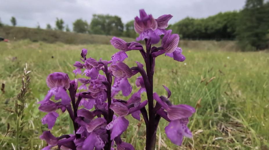 Na Chebsko se vrátily vzácné orchideje. Botanici hlásí rekordní počty