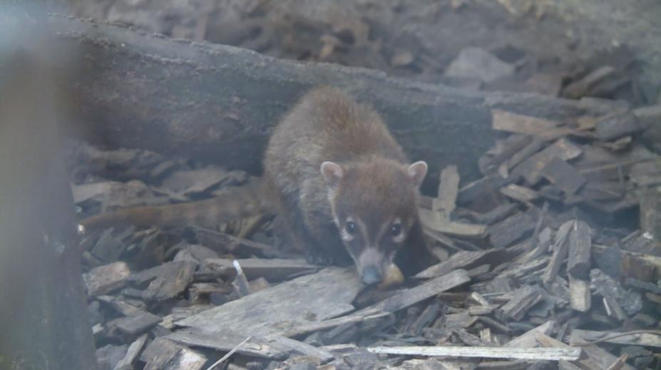 Vzácný přírůstek v jihlavské zoo. Narodil se tam nosál bělohubý