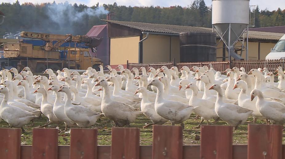 O svatomartinské husy je enormní zájem. Farmy už mají vyprodáno