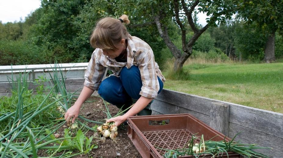 Farmáři došla trpělivost s cenami. Rozdává zdarma stovky tun úrody