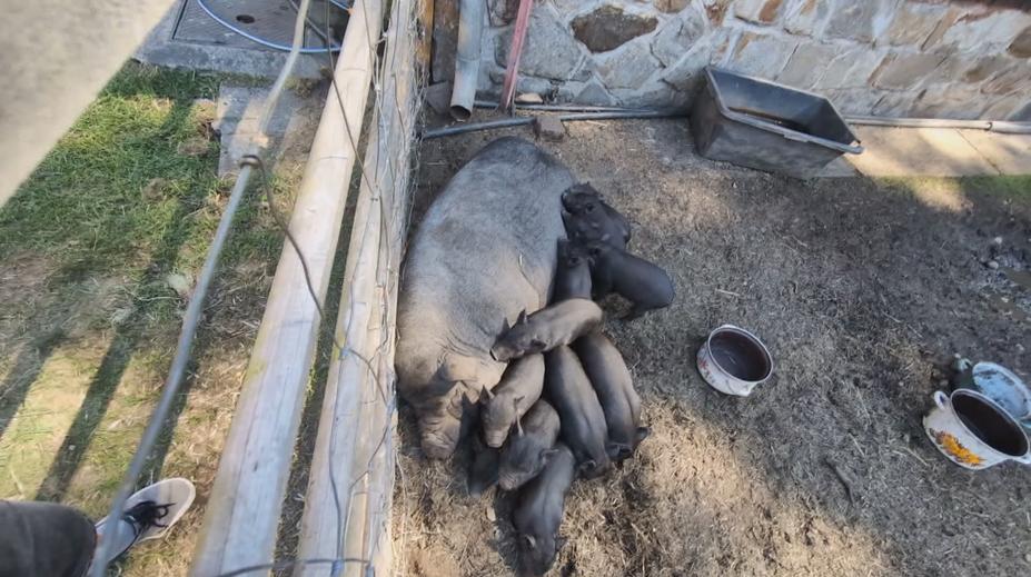 Prasnice Růžena porodila 12 selátek. Jejich otcem je divočák