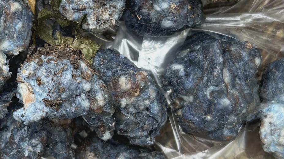 V Liberci řádí travič psů. Lidé nacházejí v zahradách otrávené masové kuličky