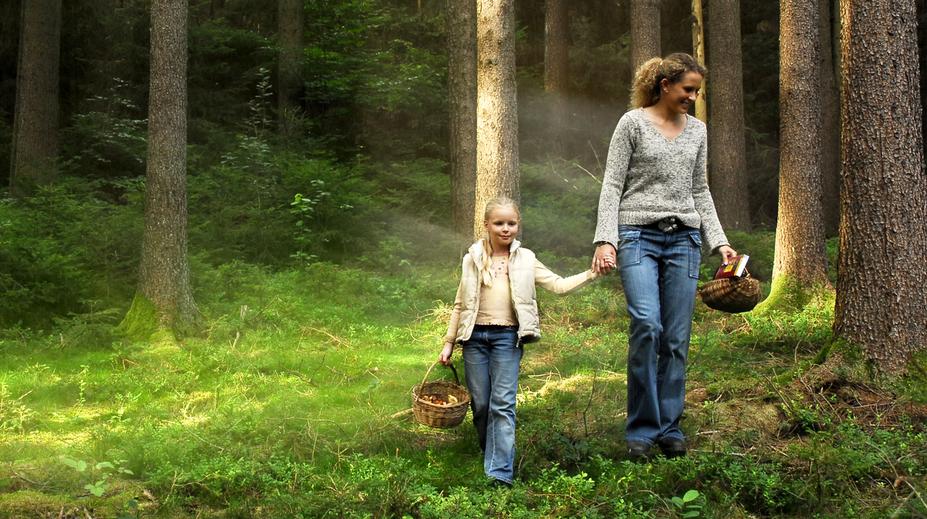 Situace v lesích se náhle změnila. Na pár místech v Česku vás čekají houbové žně