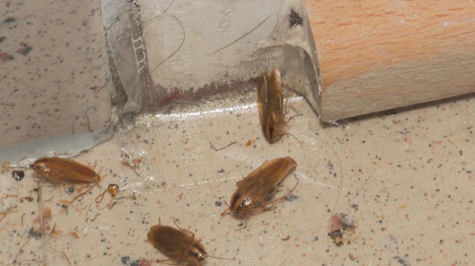 Nájemníci trpí kvůli švábům. Z bytu problémového muže zamořili celý dům