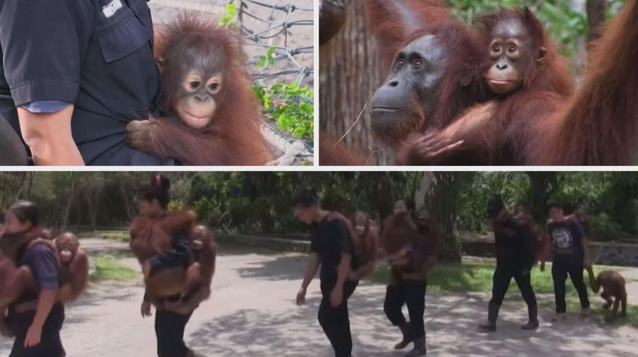 KOŘENÍ: Šance pro orangutany, které nestihly zabít palmové plantáže
