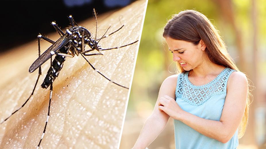 Poblíž Česka se připravují na invazi komára tygrovaného. Může přenášet virus Zika