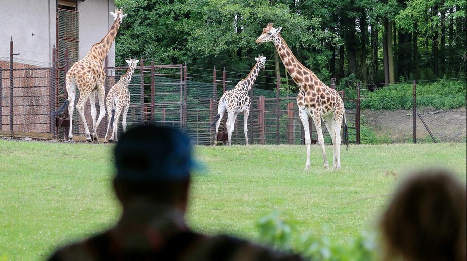 Nezabíjejte naše zvířata. Ostravská zoo ukázala šokující záběry návštěvníků