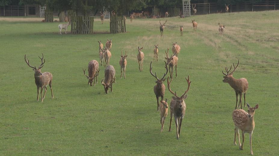 Lánská obora zahájila odstřely. Je tam třikrát víc zvířat, než kolik dokáže uživit