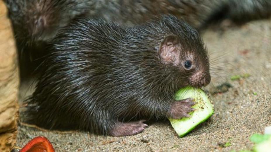 V pražské zoo se narodilo vzácné mládě. Chovatelé o něj měli strach
