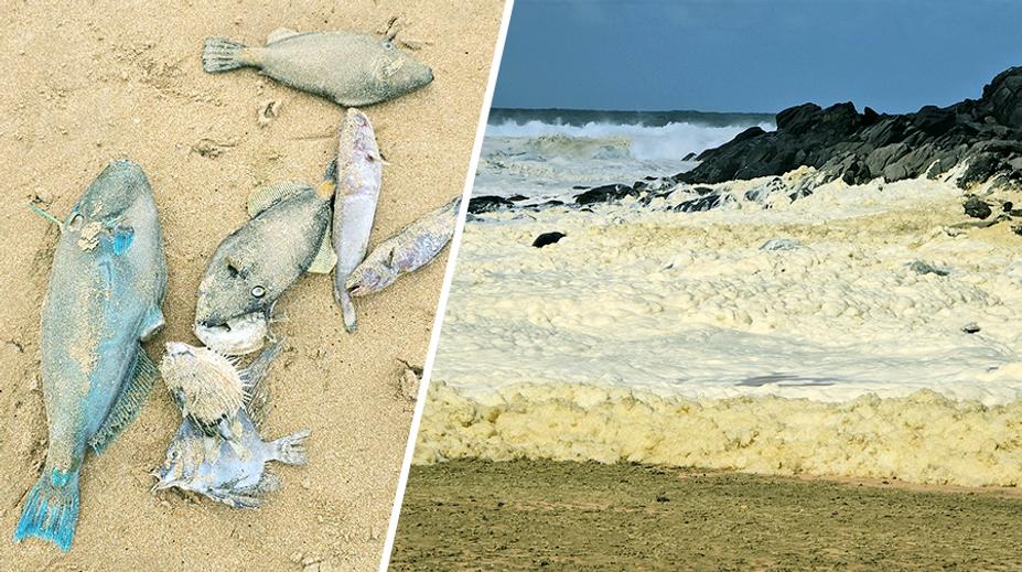 Úřady zavřely pláže kvůli záhadné pěně. Přes 100 lidí onemocnělo, zvířata umírají