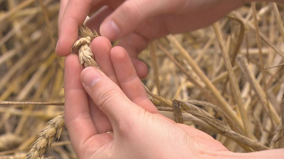 EU řeší obilí z Ukrajiny. Plánuje prodloužit bezcelní režim