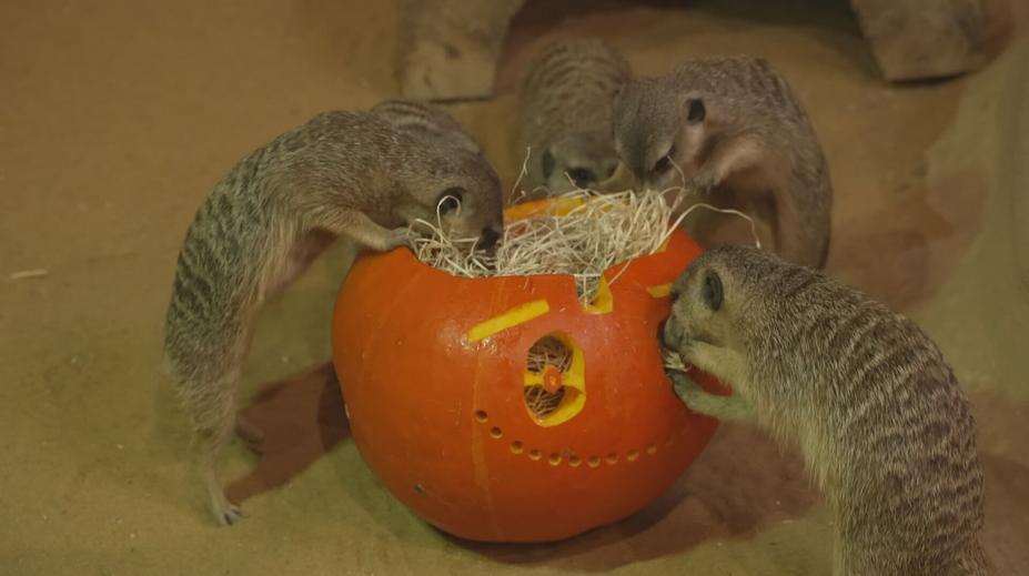 Olomoucká zoo připravila pro zvířata hostinu. Podávala dýně s červy a potkany