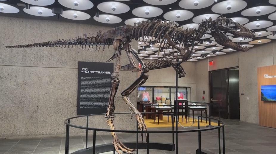 Vzácná kostra dinosaura se vydražila za miliardu. Existují jen dva další exempláře