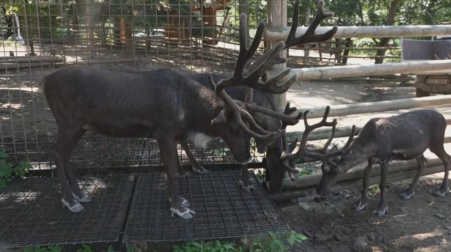 Vedra trápí i zvířata v zoo. S horkem jim pomáhají rosicí sprchy