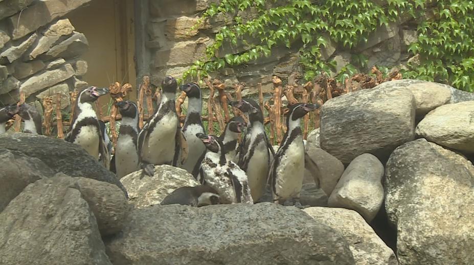 Tučňáci ve zlínské zoo dostali nový výběh. Okamžitě si ho oblíbili