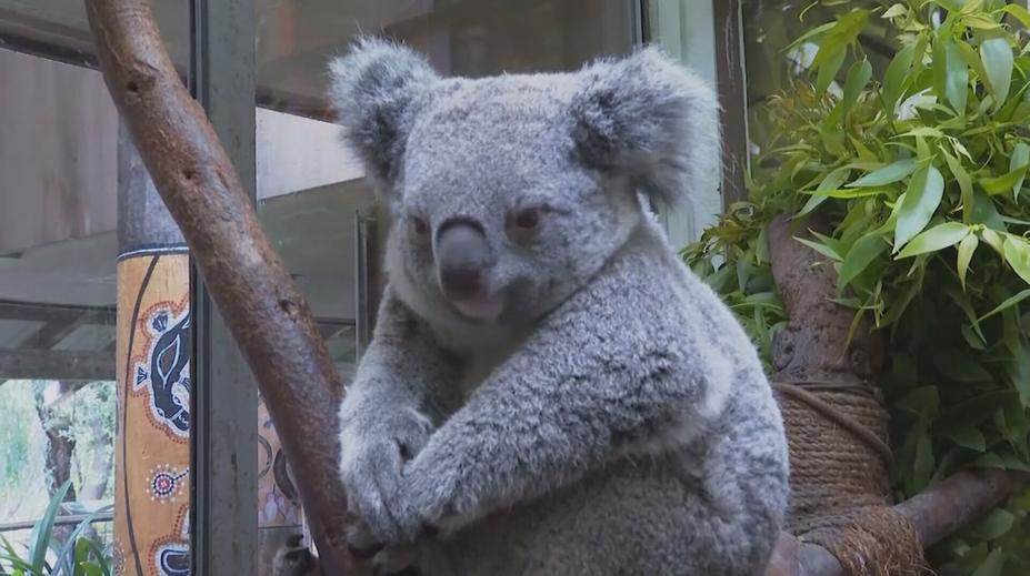 Koaly má chránit národní park v Sydney. Mohou přijít o domov, bojí se odborníci