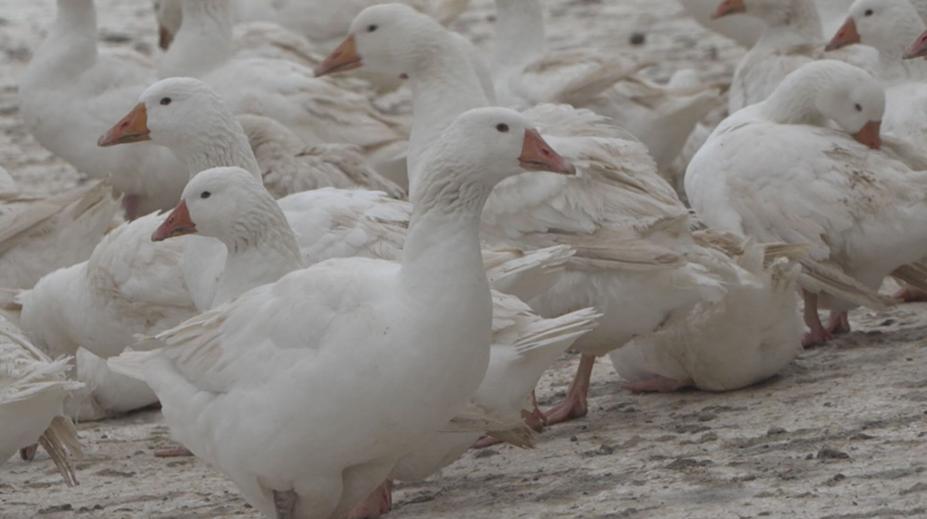 Husí farmy žádají veterináře o výjimku ze zákazu venkovního chovu