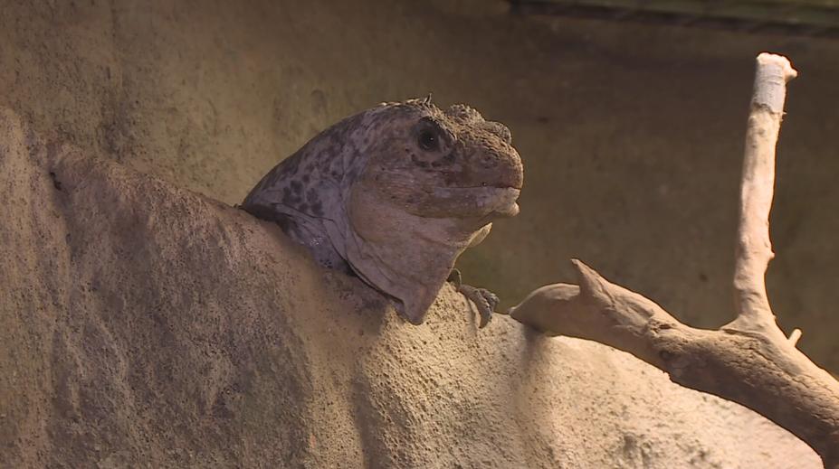 Zoo v Brně chystá odchov téměř vyhynulého leguána mangrovového
