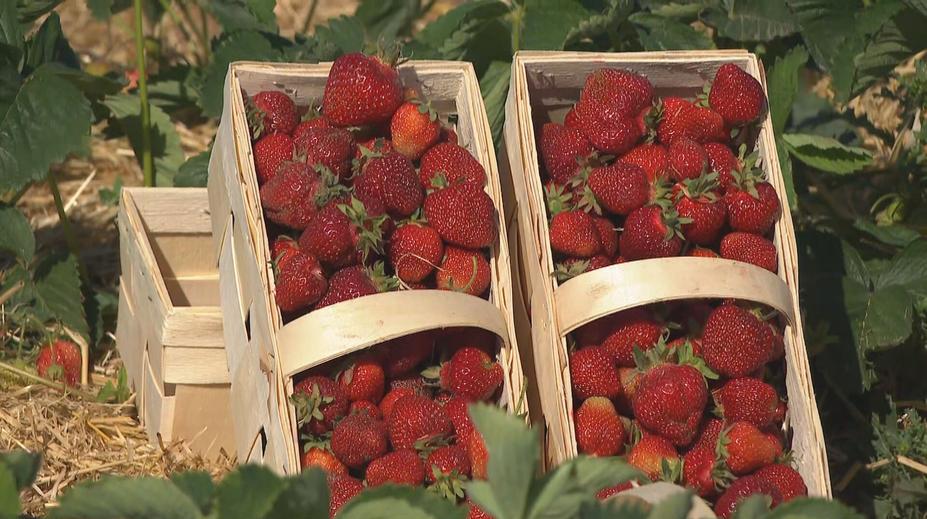 V Česku začínají samosběry jahod. Kvůli menší úrodě letos zdraží