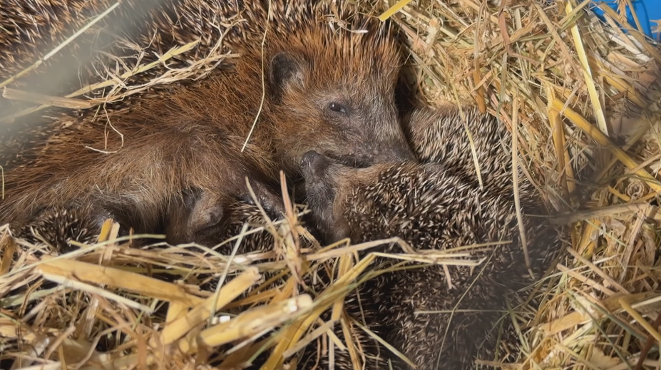 Lidé nosí ošetřovatelům nalezené ježky. Často zcela zbytečně