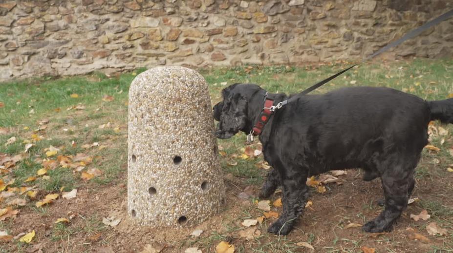 Psí výkaly trápí Jihlavu. Radnice vyráží do boje s nepořádnými pejskaři