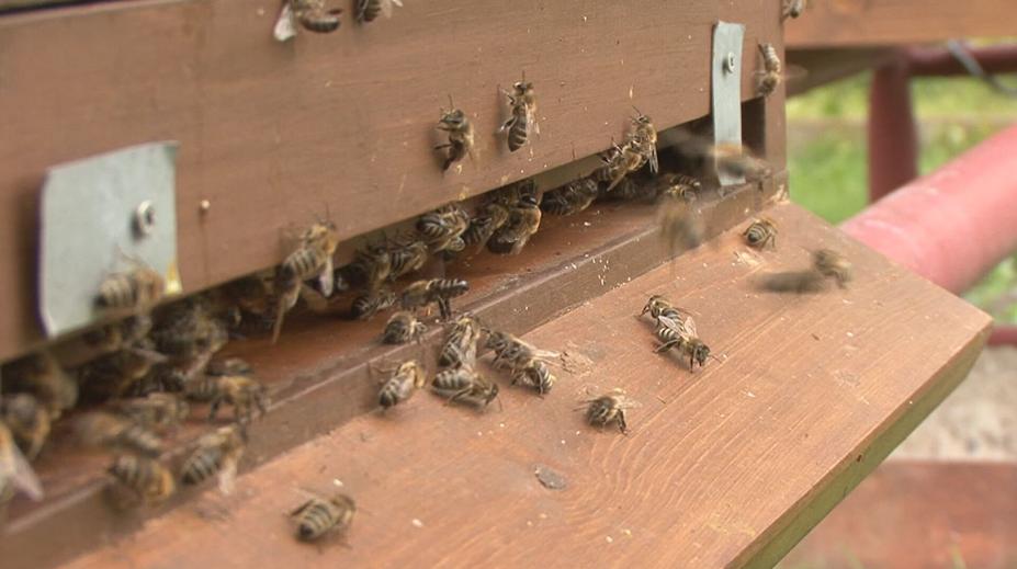 Včely z pražského letiště bodují. Jejich med získal ocenění