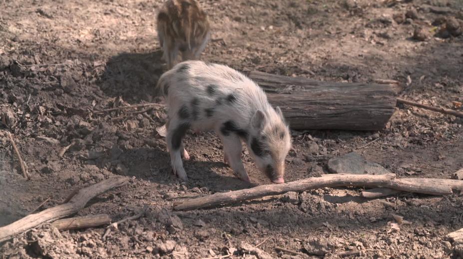 V Brně se narodilo netradičně zbarvené selátko. Chodí se na něj dívat celé okolí