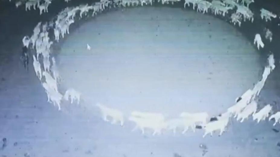 VIDEO: Záhada, která nemá obdoby! Stádo ovcí už přes 10 dní chodí v kruhu