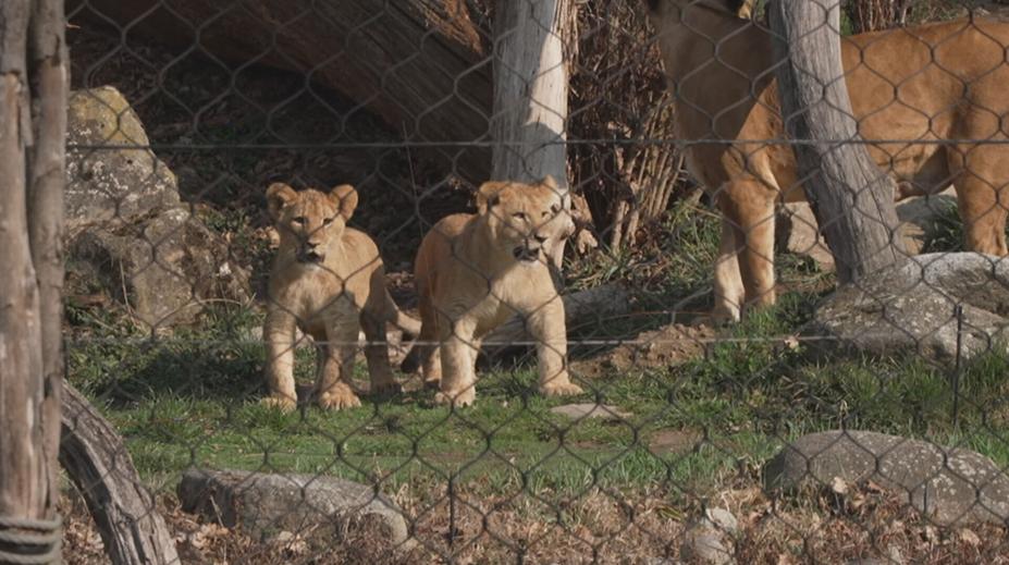 Zlínská zoo má nové tři přírůstky. Po šedesáti letech se raduje z mláďat lvů