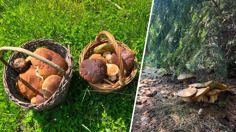 Lidé z jedné části Česka hlásí houbové žně. Košíky plní až po okraj