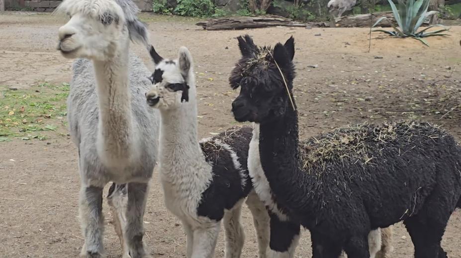 Jihlavská zoo má nové obyvatele. Mláďata alpak budí velkou pozornost