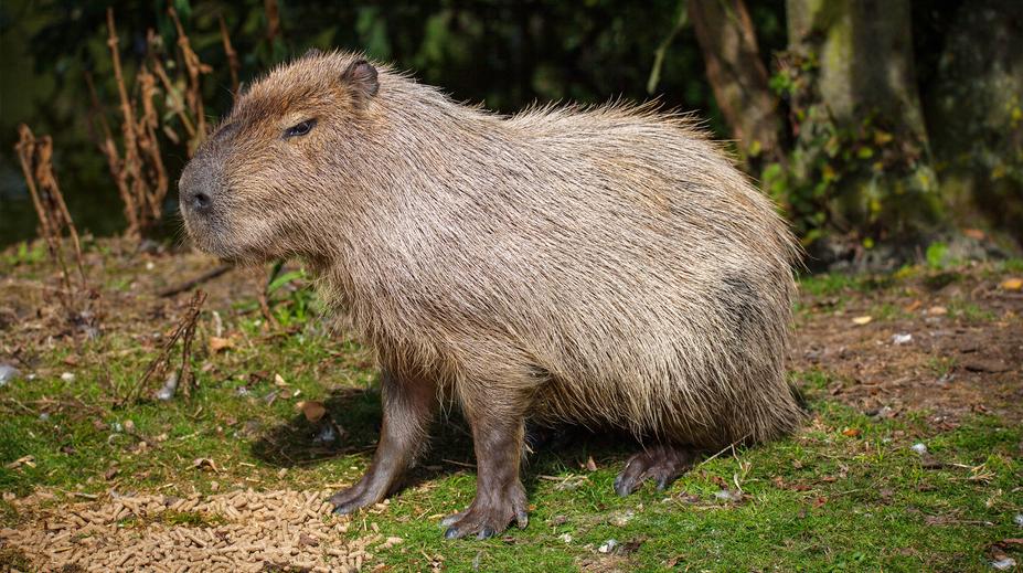 Pohřešovaná kapybara se po týdnu našla. Vrátila se sama do zooparku