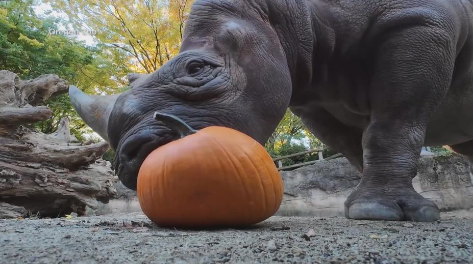 Zvířata v americké zoo dostala dýně. Mají jim zlepšit stravu a duševní pohodu