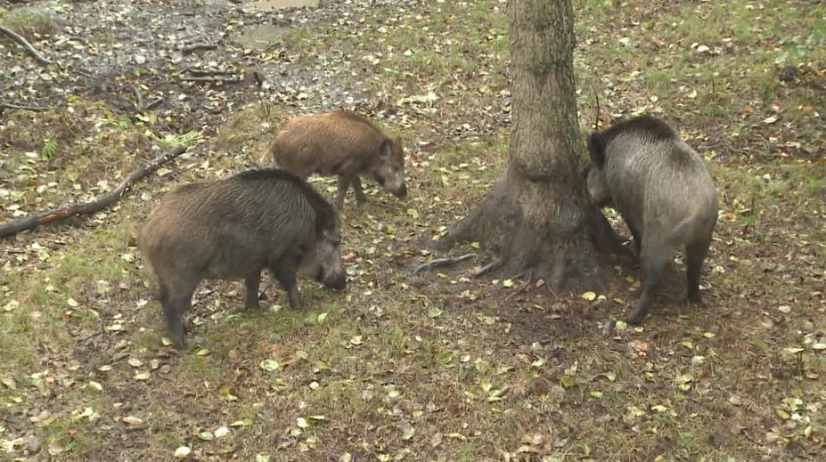 Moravský Beroun zrekonstruoval park. Krátce nato ho zničili divočáci