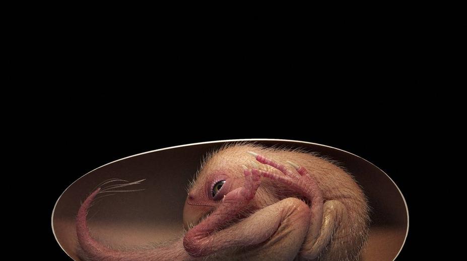 Vědci našli dokonalé dinosauří embryo, je staré nejméně 66 milionů let