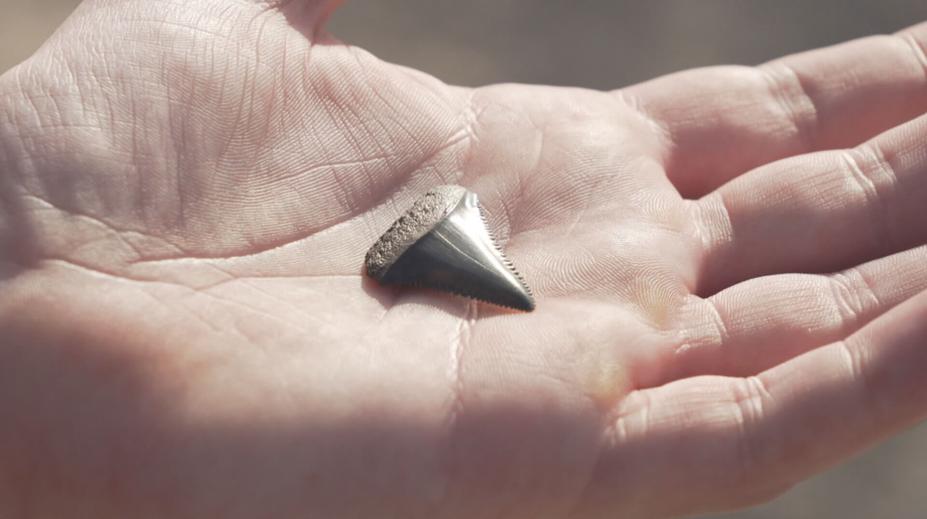 V Belgii se rozmohlo nové hobby. Lidé na plážích hledají fosílie