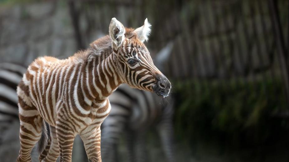 Zoo ve Dvoře Králové má roztomilý přírůstek. Narodila se tam nejvzácnější zebra
