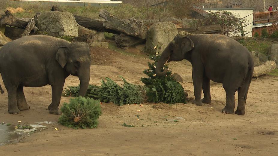 Neprodané vánoční stromky skončily v zoo. Zvířatům slouží k jídlu i zábavě