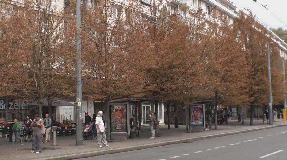 Jediná zeleň na náměstí v Ústí je ve špatném stavu. Stromy prý špatně zasadili
