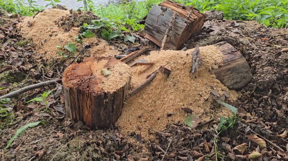 Stavebním firmám v Havlíčkově Brodě hrozí pokuty. Porušily ekologické předpisy