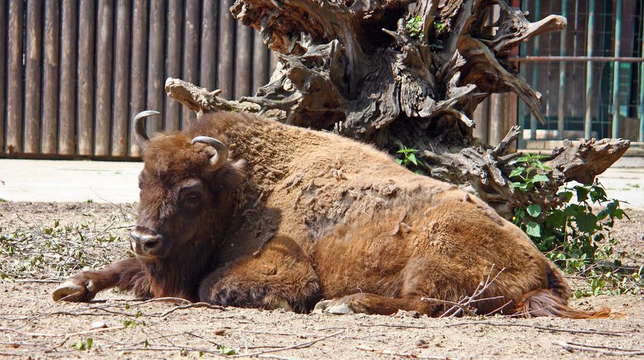 Návštěvníci v zoo házeli na bizony kameny. Nic nedělají, obhajovali se