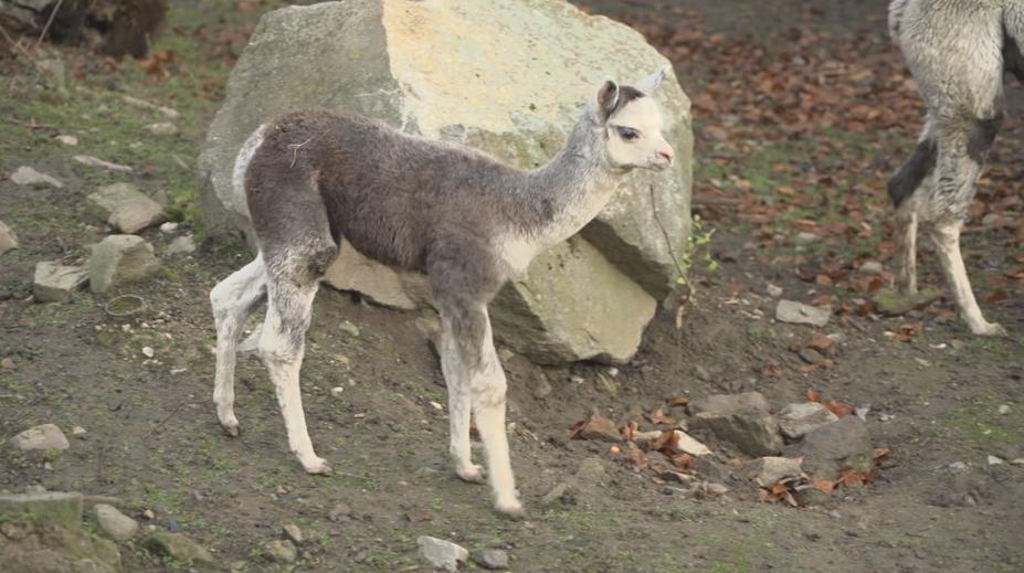 Příjemné překvapení v jihlavské ZOO. Narodila se tam lama druhu alpaka