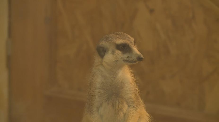 Zoo Hluboká se rozzářila do vánoční nálady. Zdobí ji téměř milion světýlek