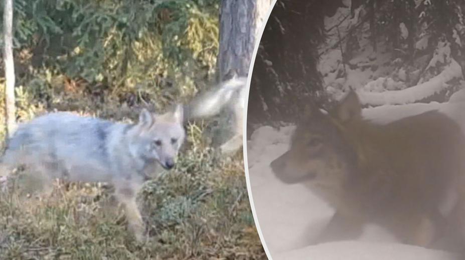 VIDEO: Vlci procházejí obcí. Roztrhali tam už několik ovcí