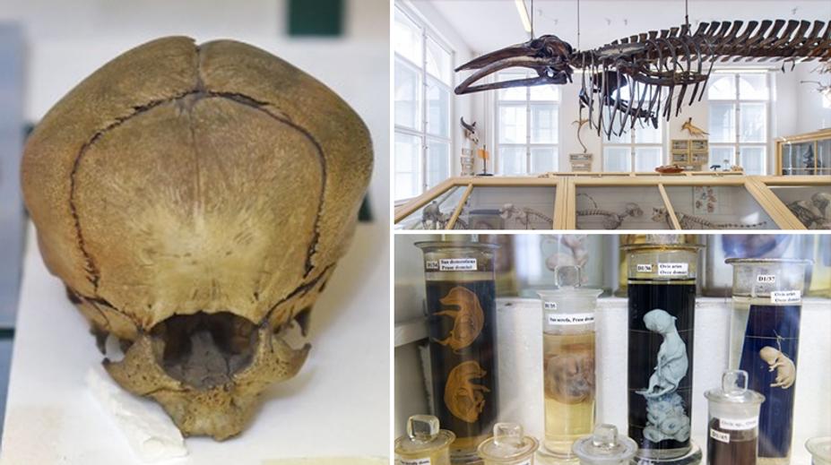 Takové muzeum jste ještě neviděli! Naložený pes i opravdový kyklop!