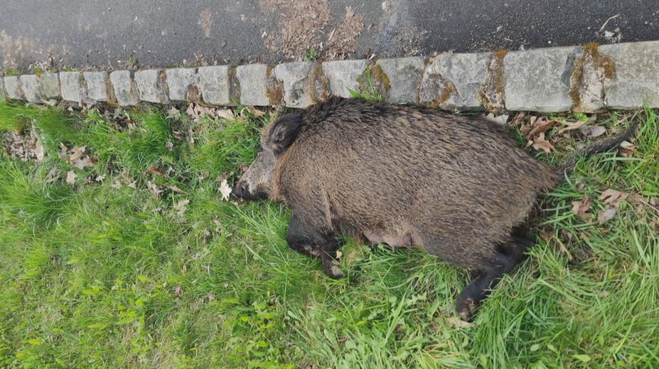 Neznámý pachatel zastřelil šípem bachyni v Mostě. Hrozí mu dva roky