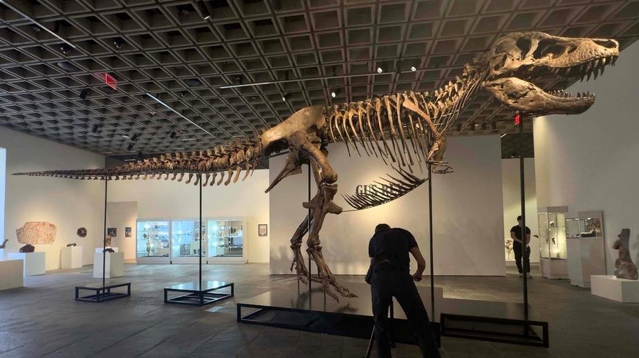 Kostra obřího tyranosaura má nového majitele. Prodala se za bezprecedentní částku