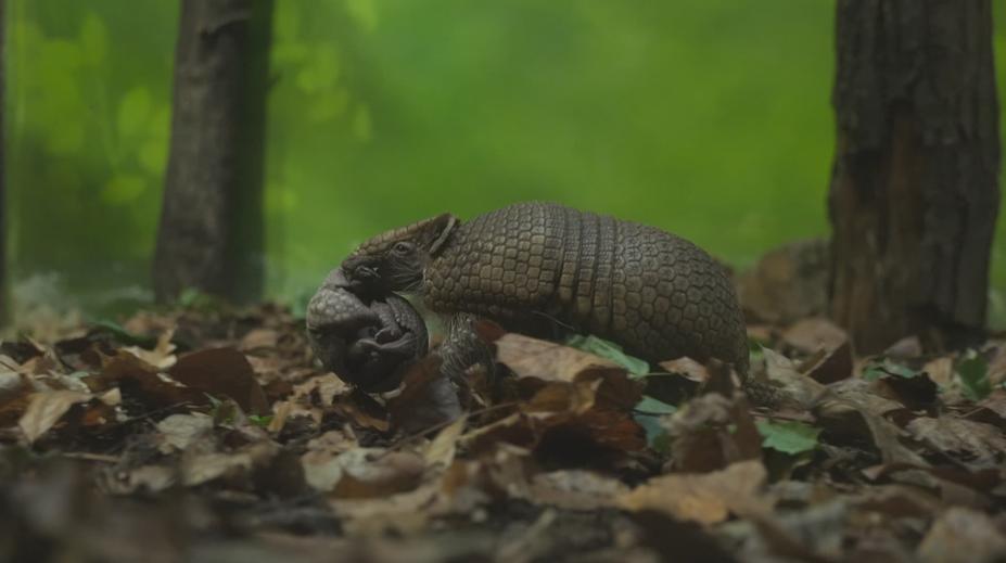 V ústecké zoo se narodilo mládě pásovce kulovitého. Jeho odchov je vzácný