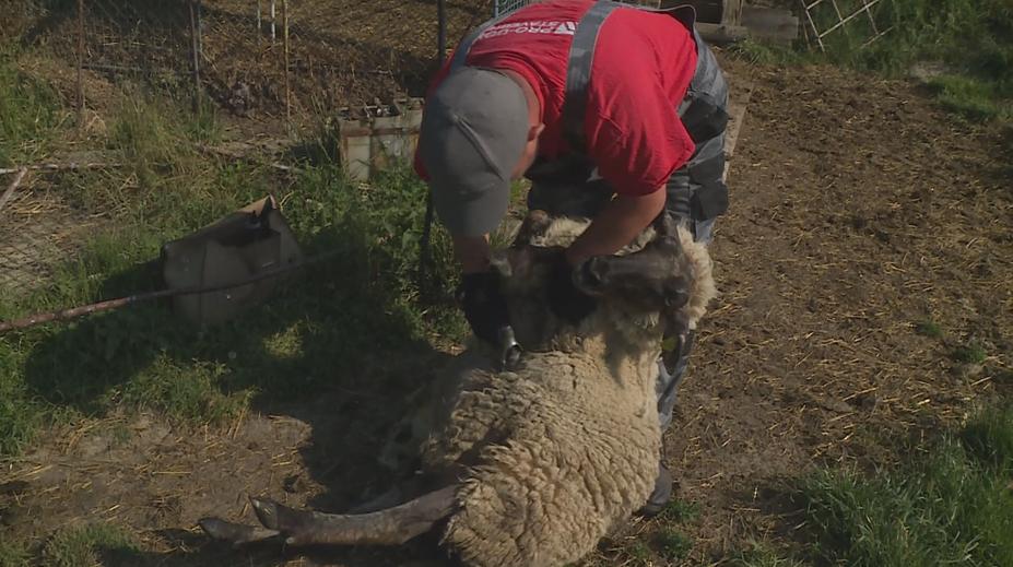 Zvířata trápí velká vedra, ovce brzy čeká stříhání