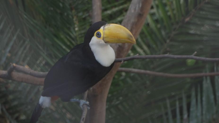 Mláďatům tukanů ve zlínské zoo jsou už tři měsíce. Velikostí už dohnali své rodiče